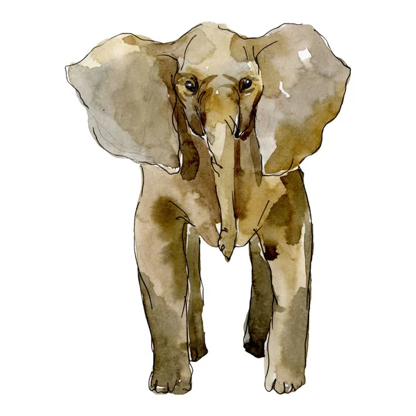 Слон екзотична тварина ізольована. Набір ілюстрацій для акварельного фону. Ізольований елемент ілюстрації слона . — стокове фото