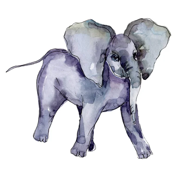 Elefante animal exótico aislado. Conjunto de ilustración de fondo acuarela. Elemento de ilustración de elefante aislado . — Foto de Stock