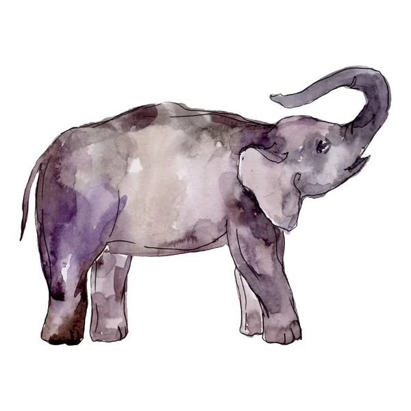 Elefante animal exótico aislado. Conjunto de ilustración de fondo acuarela. Elemento de ilustración de elefante aislado . — Foto de Stock