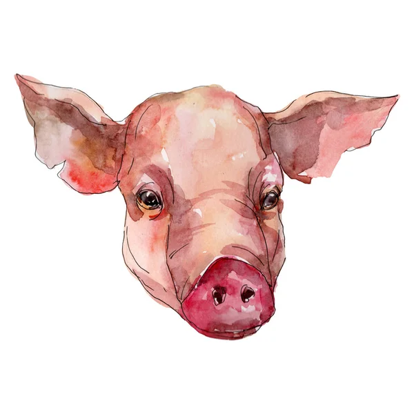 Cabeça de porco animal de fazenda isolado. Conjunto de ilustração de fundo aquarela. Elemento de ilustração isolado para suínos . — Fotografia de Stock