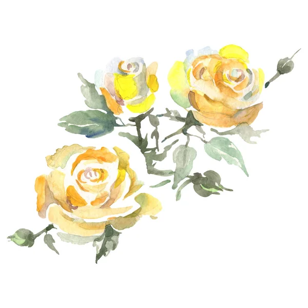 Ramo de rosas flores botánicas florales. Conjunto de ilustración de fondo acuarela. Elemento ilustrativo de rosas aisladas . —  Fotos de Stock