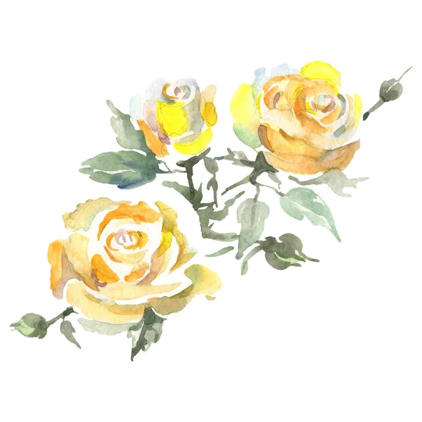 Rose bouquet floral botanical flowers. Watercolor background illustration set. Isolated roses illustration element.