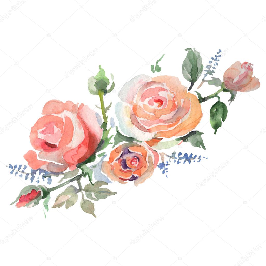 Rose bouquet floral botanical flowers. Watercolor background illustration set. Isolated roses illustration element.