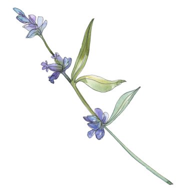 Lavanta çiçek botanik çiçekleri. Suluboya arka plan illüstrasyon seti. İzole lavanta illüstrasyon elemanı.