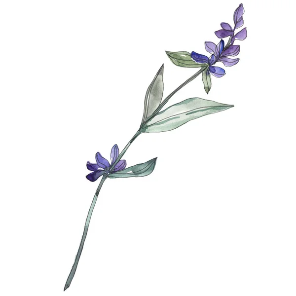 Lavender floral botanical flowers. Watercolor background illustration set. Isolated lavender illustration element.