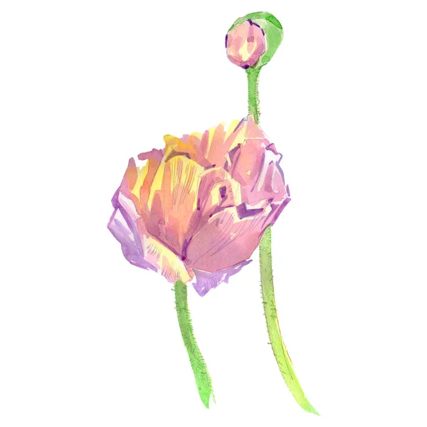 Różowe kwiaty maku kwiatów botanicznych. Akwarela zestaw ilustracji tła. Element ilustracji maku izolowanego. — Zdjęcie stockowe