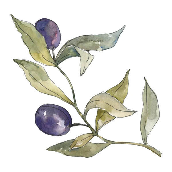 Branche d'olivier aux fruits noirs. Ensemble d'illustration de fond aquarelle. Elément d'illustration olives isolées . — Photo