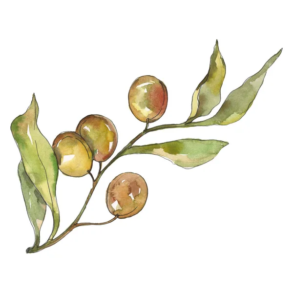 Rama de olivo con fruta verde. Conjunto de ilustración de fondo acuarela. Elemento ilustrativo de aceitunas aisladas . — Foto de Stock