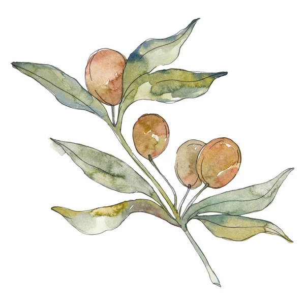 Branche d'olivier aux fruits verts. Ensemble d'illustration de fond aquarelle. Elément d'illustration olives isolées . — Photo