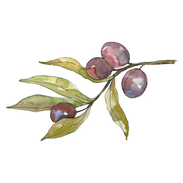 Rama de olivo con fruta negra. Conjunto de ilustración de fondo acuarela. Elemento ilustrativo de aceitunas aisladas . — Foto de Stock