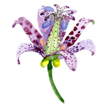 Tricyrtis hirta çiçek botanik çiçek. Suluboya arka plan illüstrasyon seti. İzole zambak illüstrasyon elemanı.