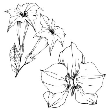 Vektör Tropikal çiçekler ve izole yaprakları. Siyah ve beyaz oyulmuş mürekkep sanatı. İzole bitki illüstrasyon elemanı.