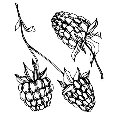 Vektör Ahududu sağlıklı gıda taze berry izole eleman. Siyah beyaz oyulmuş mürekkep sanatı.