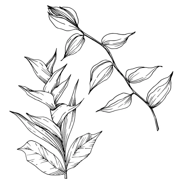 Vector Flores tropicales y hojas aisladas. Tinta grabada en blanco y negro. Elemento de ilustración de plantas aisladas . — Archivo Imágenes Vectoriales