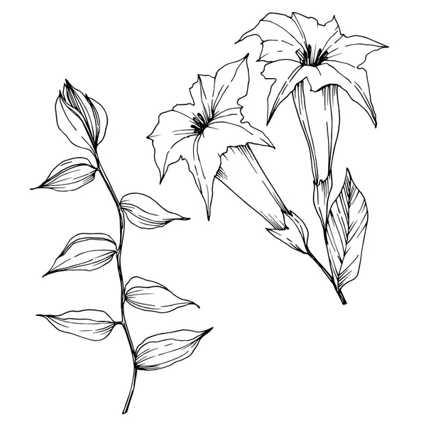Vektor tropische Blüten und Blätter isoliert. Schwarz-weiß gestochene Tuschekunst. isolierte Anlage Illustrationselement. — Stockvektor