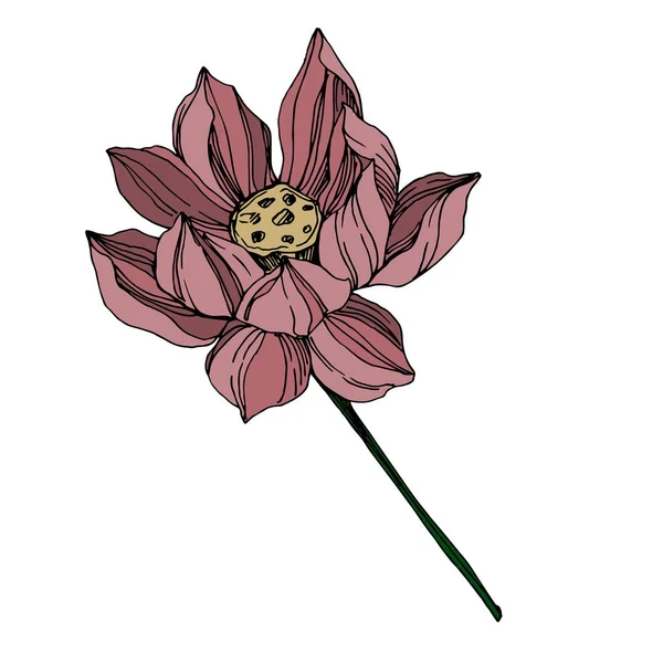 Fiori botanici floreali del Vettore Lotus. Inchiostro inciso in bianco e nero art. Elemento di illustrazione del loto isolato . — Vettoriale Stock