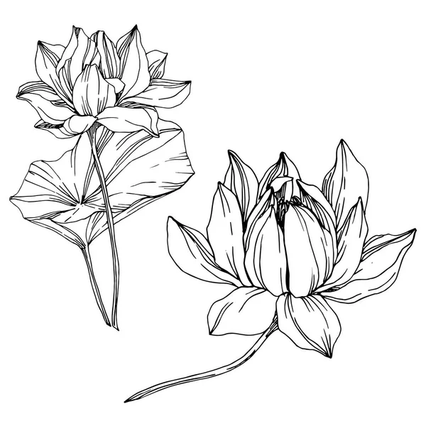 Vektor Lotus blommiga botaniska blommor. Svart och vit graverad bläck konst. Isolerad Lotus illustration element. — Stock vektor