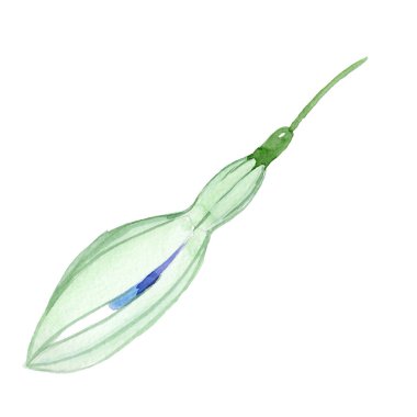 Mavi fuşya çiçek botanik çiçek. Suluboya arka plan seti. İzole fuşya illüstrasyon elemanı.