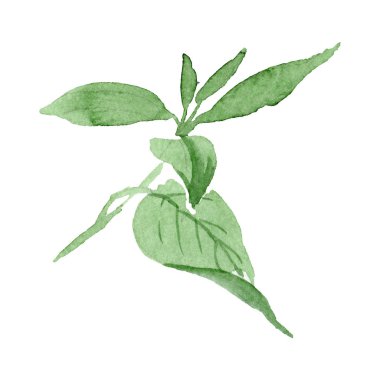 Fuşya yaprağı çiçek botanik çiçek. Suluboya arka plan seti. İzole fuch sia illüstrasyon elemanı.