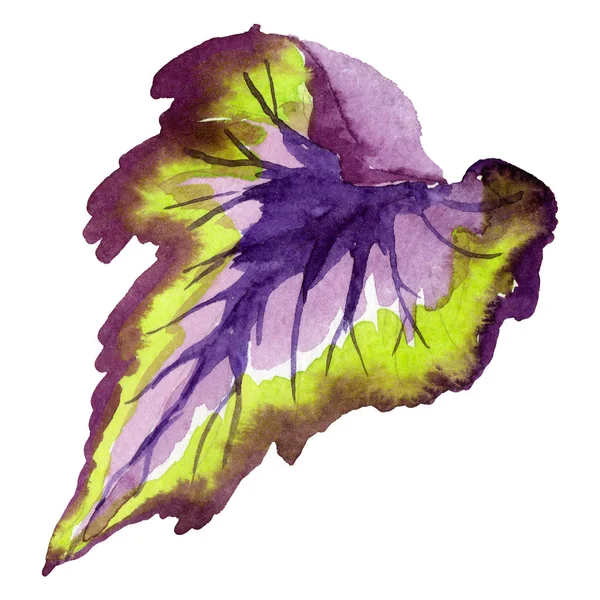 Begonia nautilus flor botânica floral. Conjunto de fundo aquarela. Elemento isolado de ilustração da begónia . — Fotografia de Stock