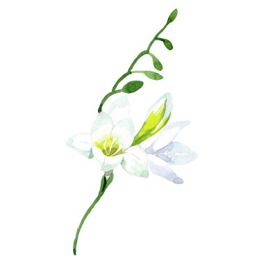 Beyaz freesia çiçek botanik çiçek. Suluboya arka plan seti. İzole freesia illüstrasyon elemanı.
