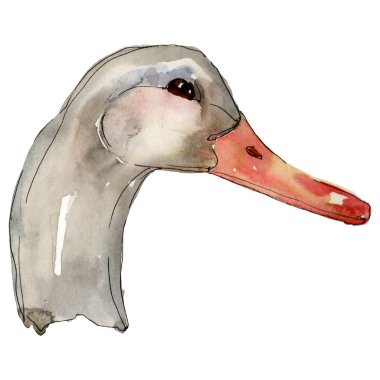 Ördek kafa çiftlik kuş izole. Suluboya arka plan illüstrasyon seti. İzole ördek illüstrasyon elemanı.