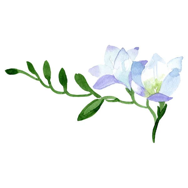 Flor botânica floral freesia branca. Conjunto de fundo aquarela. Isolado freesia ilustração elemento . — Fotografia de Stock