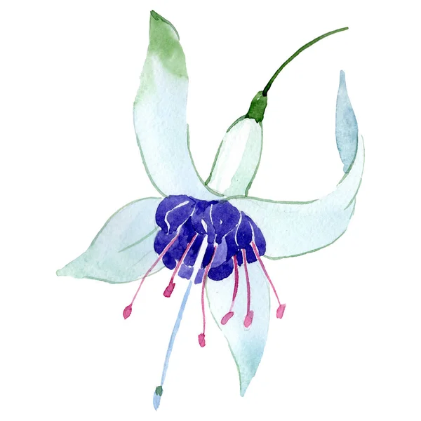Flor botánica floral fucsia azul. Conjunto de fondo acuarela. Elemento ilustrativo fucsia aislado . — Foto de Stock