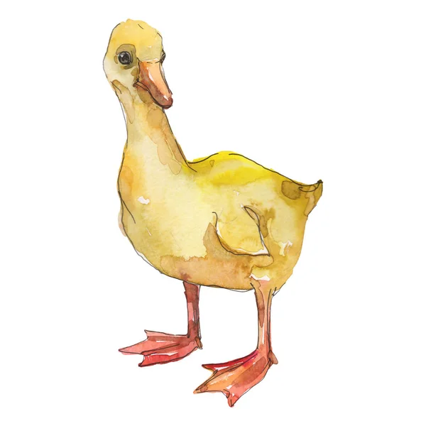 Aislando a los animales de granja. Conjunto de ilustración de fondo acuarela. Elemento ilustrativo de pato aislado . —  Fotos de Stock