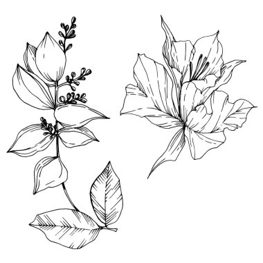 Vektör Tropikal çiçekler ve izole yaprakları. Siyah ve beyaz oyulmuş mürekkep sanatı. İzole bitki illüstrasyon elemanı.