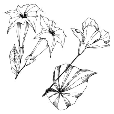 Vektör Tropikal çiçekler ve izole yaprakları. Siyah ve beyaz oyulmuş mürekkep sanatı. İzole bitki illüstrasyon elemanı.