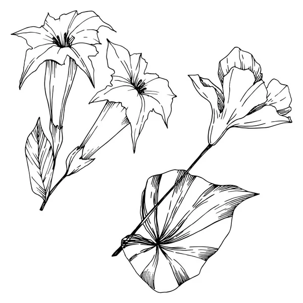 Vektor tropische Blüten und Blätter isoliert. Schwarz-weiß gestochene Tuschekunst. isolierte Anlage Illustrationselement. — Stockvektor