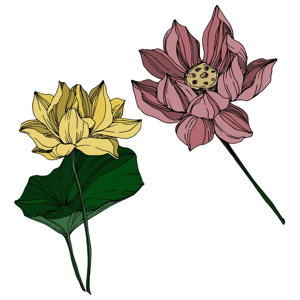 Vektor Lotus Blumen botanischen Blumen. Schwarz-weiß gestochene Tuschekunst. isoliertes Lotus-Illustrationselement. — Stockvektor