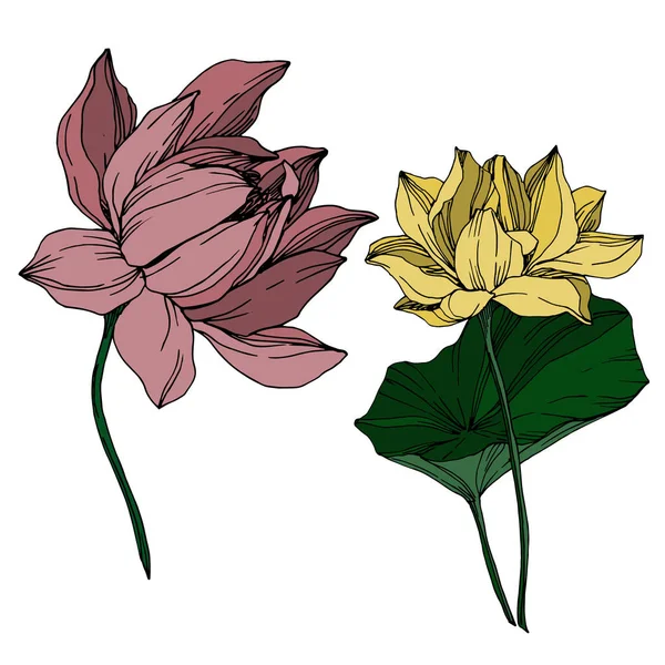 Vector Lotus flores botánicas florales. Tinta grabada en blanco y negro. Elemento de ilustración de loto aislado . — Vector de stock