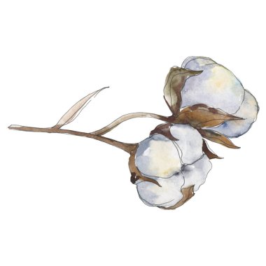 Beyaz pamuk çiçek botanik çiçekler. Suluboya arka plan illüstrasyon seti. İzole pamuk illüstrasyon elemanı.