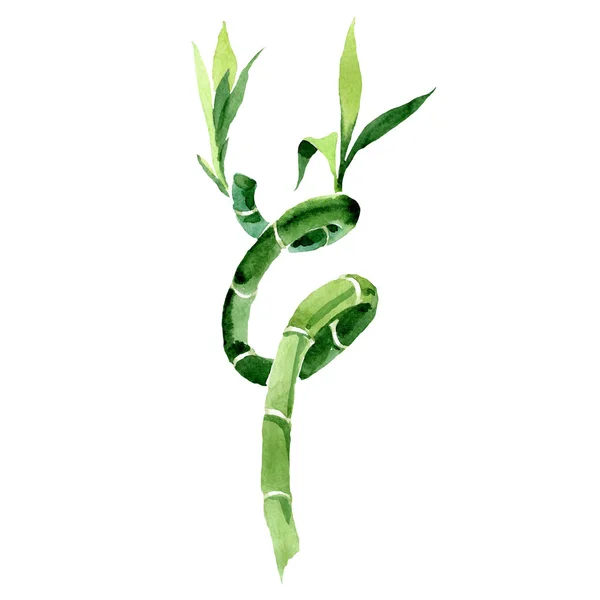 Draceana Sanderiana verde. Conjunto de fondo acuarela. Elemento aislado de ilustración de bambú de la suerte . — Foto de Stock