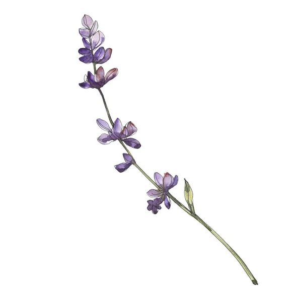 Fioletowy Lawenda kwiatowy kwiatów botanicznych. Zestaw tła akwarelowego. Element ilustracji lawendy na białym tle. — Zdjęcie stockowe