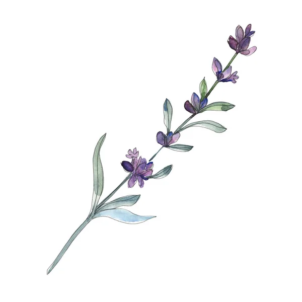 Violett lavendel blommiga botaniska blommor. Akvarell bakgrund set. Isolerad lavendel illustration element. — Stockfoto