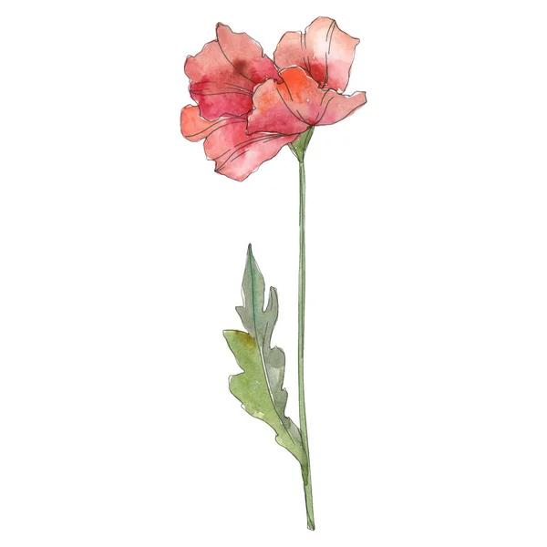 Flor botânica floral de papoula vermelha. Conjunto de ilustração de fundo aquarela. Isolado elemento ilustração da papoula . — Fotografia de Stock