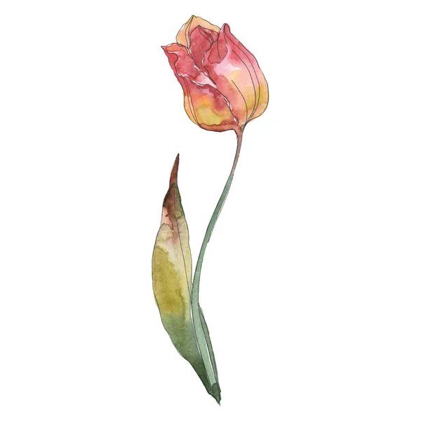 Tulipa flor botânica floral. Conjunto de ilustração de fundo aquarela. Isolado elemento ilustração tulipa . — Fotografia de Stock