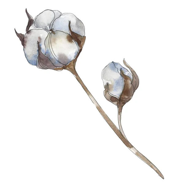 Biały bawełna kwiatowy kwiatów botanicznych. Akwarela zestaw ilustracji tła. Wyizolowany bawełna element ilustracji. — Zdjęcie stockowe