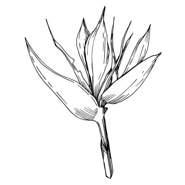 Vektör Tropikal çiçekler ve izole yaprakları. Siyah ve beyaz oyulmuş mürekkep sanatı. İzole bitki illüstrasyon elemanı.