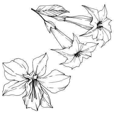 Vektör Tropikal çiçekler ve izole yaprakları. Siyah ve beyaz oyulmuş mürekkep sanatı. İzole bitki illüstrasyon elemanı.