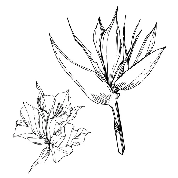 Vecteur Fleurs tropicales et feuilles isolées. Encre gravée en noir et blanc. Élément d'illustration de plante isolé . — Image vectorielle