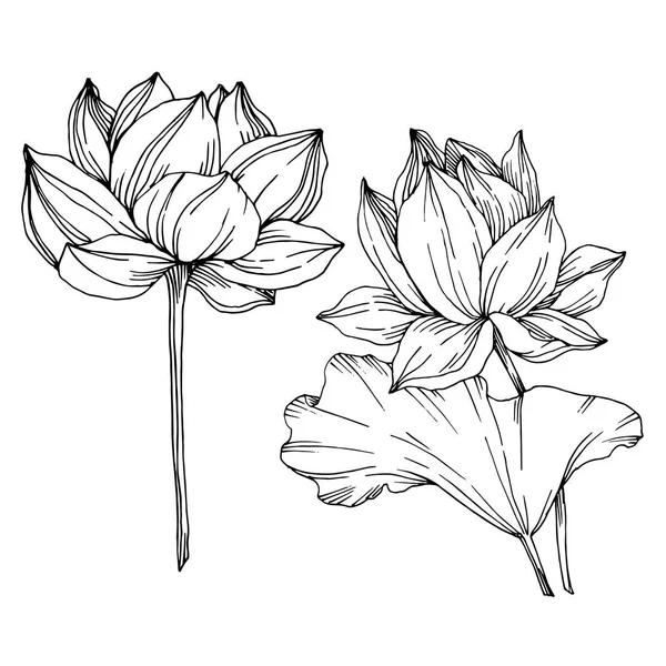 Vektor Lotus Blumen botanischen Blumen. Schwarz-weiß gestochene Tuschekunst. isoliertes Lotus-Illustrationselement. — Stockvektor