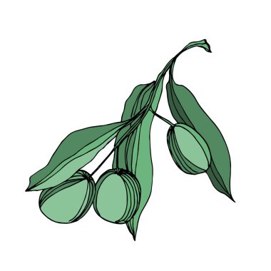 Meyve ile Vektör Zeytin dalı. Siyah ve beyaz oyulmuş mürekkep sanatı. İzole zeytin illüstrasyon elemanı.