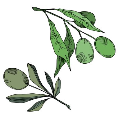 Meyve ile Vektör Zeytin dalı. Siyah ve beyaz oyulmuş mürekkep sanatı. İzole zeytin illüstrasyon elemanı.