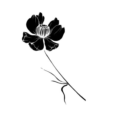 Vektör Cosmos çiçek botanik çiçekler. Siyah ve beyaz oyulmuş mürekkep sanatı. Yalıtılmış cosmea illüstrasyon öğesi.