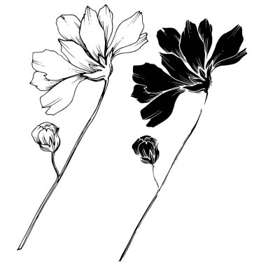 Vector Cosmos floral botanical flowers. Black and white engraved ink art. Isolated cosmea illustration element. clipart