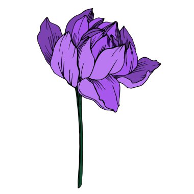 Vektör Lotus çiçek botanik çiçek. Siyah ve beyaz oyulmuş mürekkep sanatı. İzole lotus illüstrasyon elemanı.